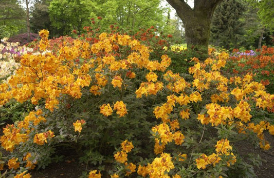 Sommergrüne Azalee 'Klondyke' - Rhododendron luteum 'Klondyke'