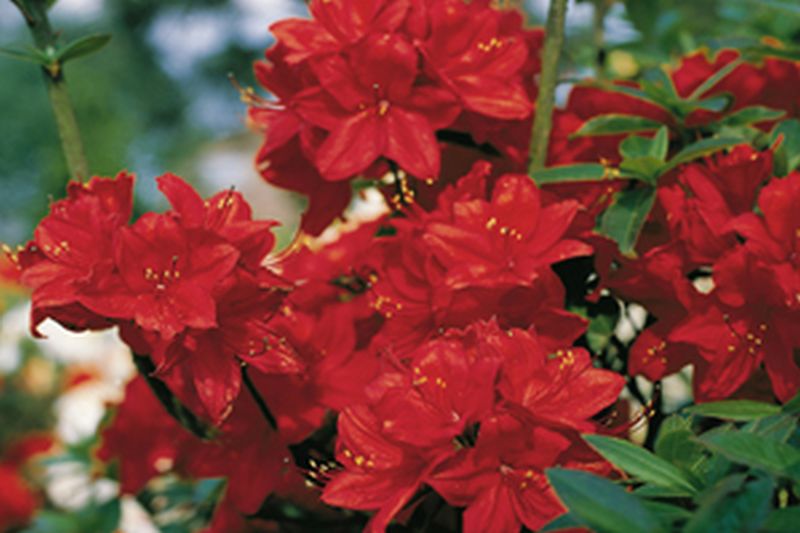 Sommergrüne Azalee 'Nabucco' - Rhododendron luteum 'Nabucco'