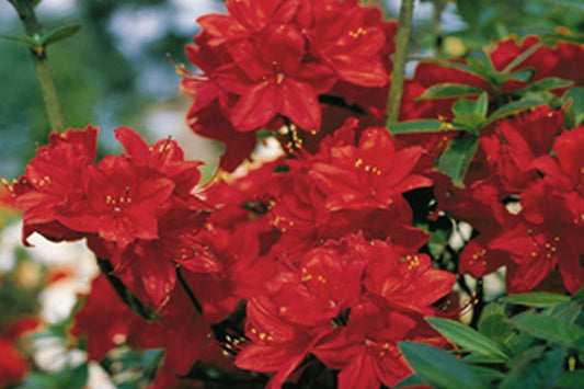 Sommergrüne Azalee 'Nabucco' - Rhododendron luteum 'Nabucco'
