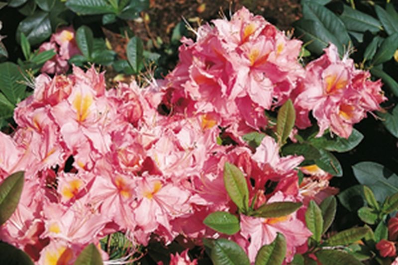 Sommergrüne Azalee 'Stefanie' - Rhododendron luteum 'Stefanie'