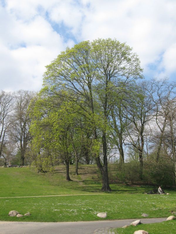 Spitzahorn - Acer platanoides
