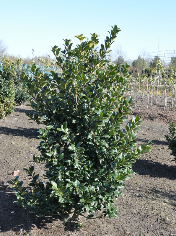 Stechpalme 'Heckenfee' ® - Ilex meserveae 'Heckenfee' ®
