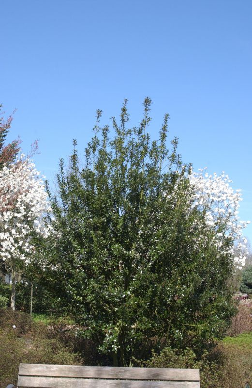 Stechpalme 'Heckenpracht' -S- - Ilex meserveae 'Heckenpracht' -S-
