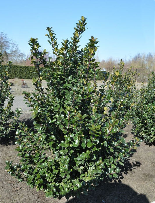 Stechpalme männlich 'Blue Prince' ® - Ilex meserveae 'Blue Prince' ®