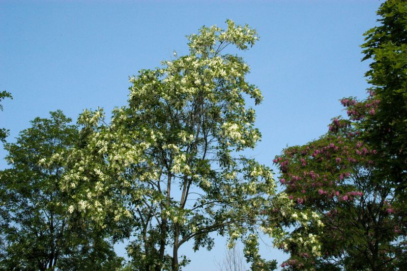 Straßenakazie 'Unifoliola' - Robinia pseudoac.'Unifoliola'