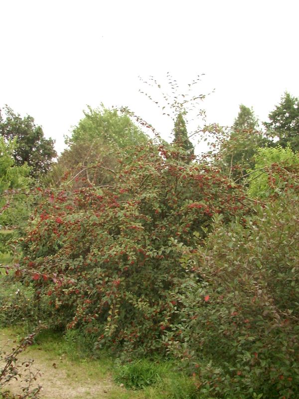 Strauchmispel - Cotoneaster bullatus