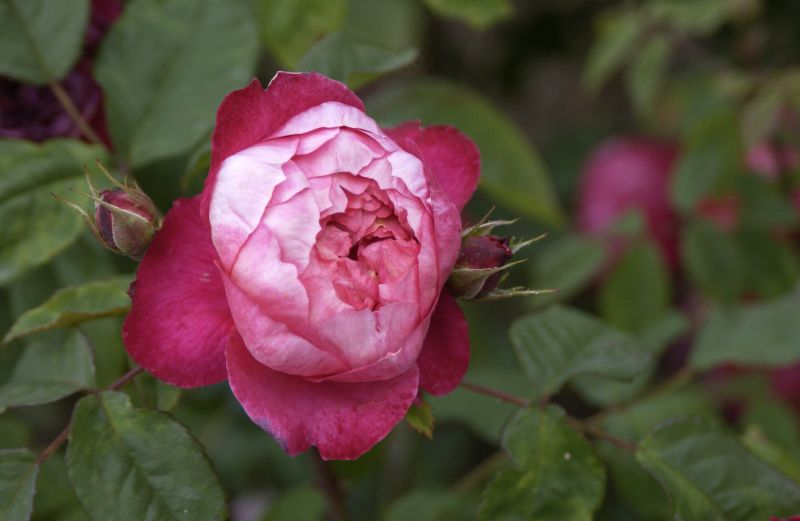 Strauchrose 'Benjamin Britten' ® - Rosa 'Benjamin Britten' ® STR