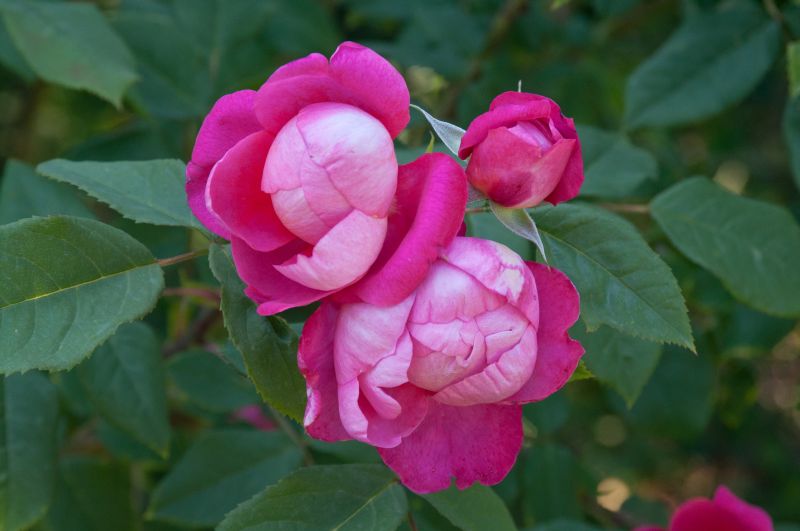 Strauchrose 'Benjamin Britten' ® - Rosa 'Benjamin Britten' ® STR