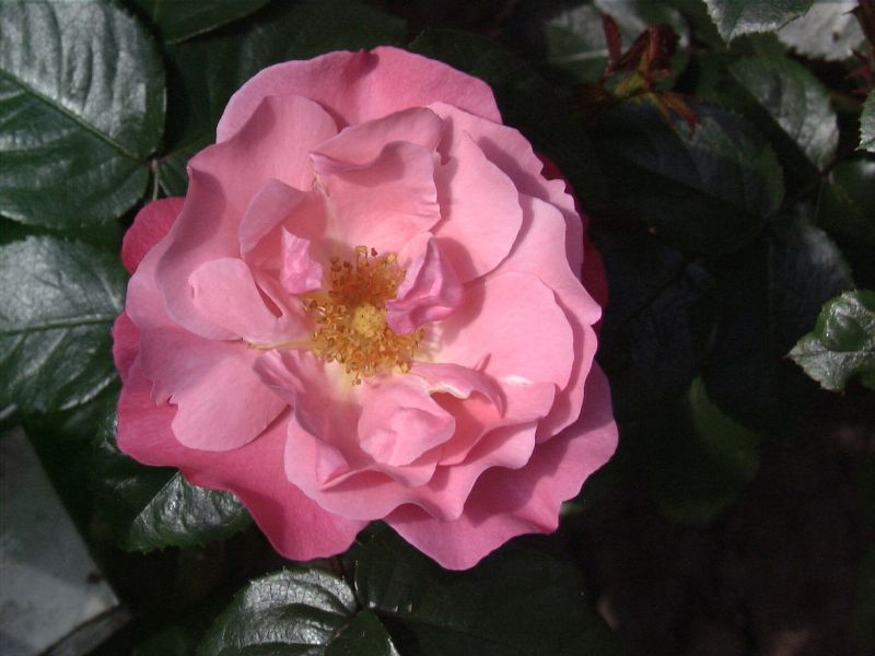Strauchrose 'IGA 83 München' ® - Rosa 'IGA 83 München' ® STR