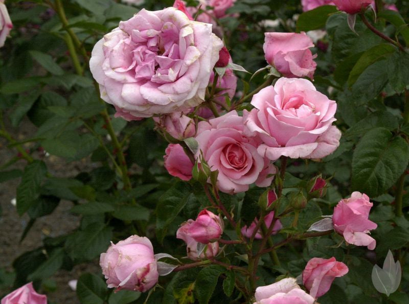 Strauchrose 'König Ludwig Rose' ® - Rosa 'König Ludwig Rose' ® STR