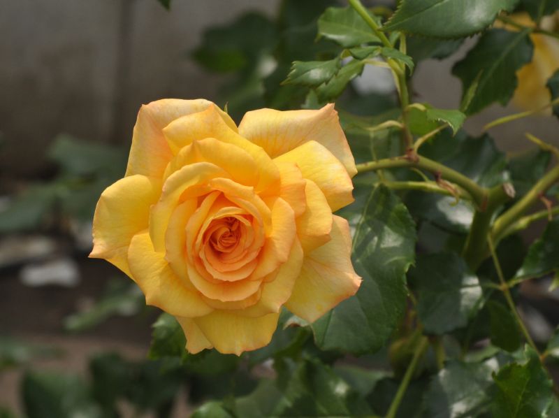 Strauchrose 'Sahara' ® - Rosa 'Sahara' ® STR