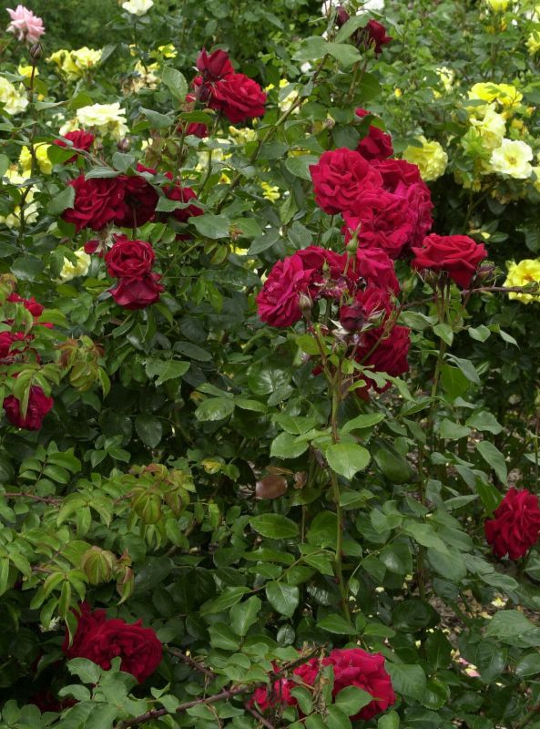 Strauchrose 'Ulmer Münster' ® - Rosa 'Ulmer Münster' ® STR