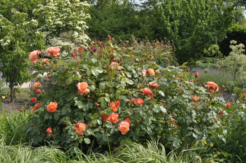 Strauchrose 'Westerland' ® - Rosa 'Westerland' ® STR