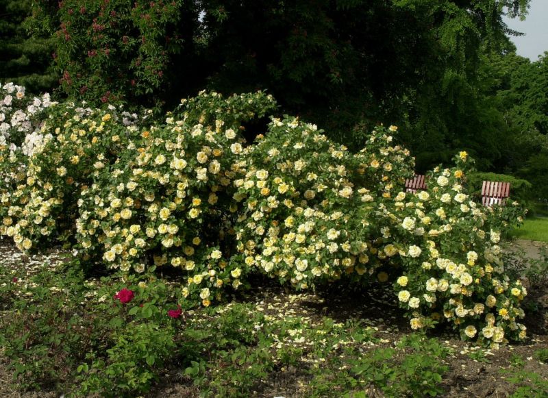 Strauchrose spinosissima 'Maigold' - Rosa spinosissima 'Maigold' STR