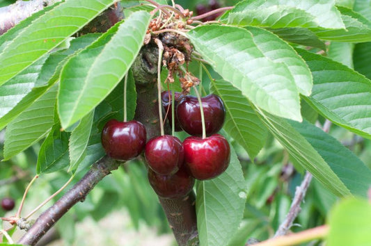 Süßkirsche 'Große Schwarze Knorpelkirsche'6.KW - Prunus avium 'Große Schwarze Knorpelk.' CAC