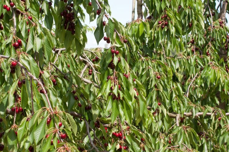 Süßkirsche 'Hedelfinger Riesenkirsche' 7.KW - Prunus avium 'Hedelfinger Riesenkirsche' CAC