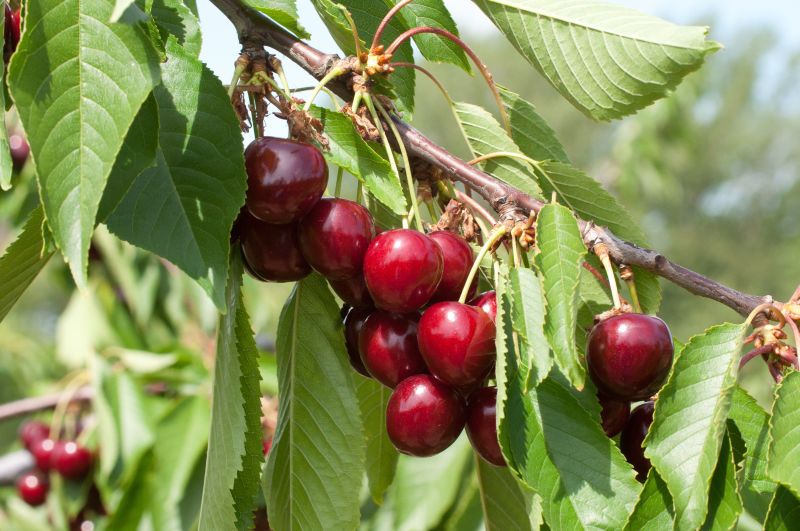 Süßkirsche 'Hedelfinger Riesenkirsche' 7.KW - Prunus avium 'Hedelfinger Riesenkirsche' CAC