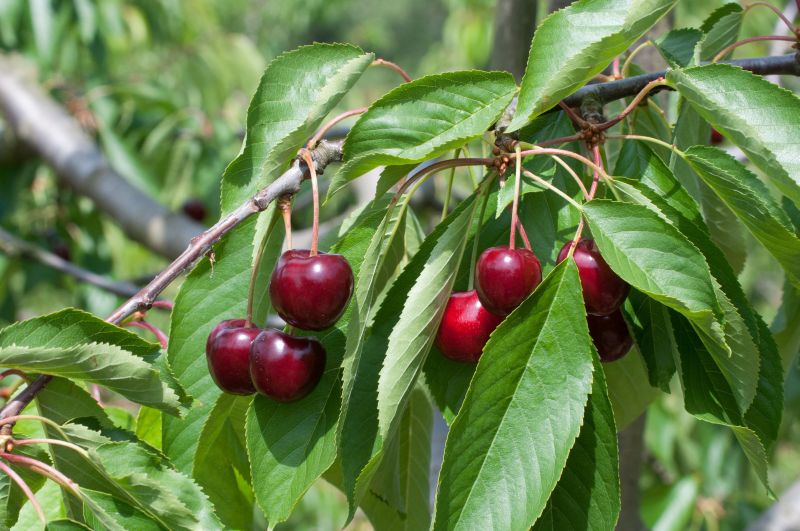 Süßkirsche 'Regina' 7.KW - Prunus avium 'Regina' CAC
