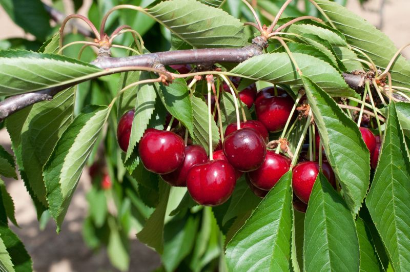 Süßkirsche 'Van' 5.KW - Prunus avium 'Van' CAC