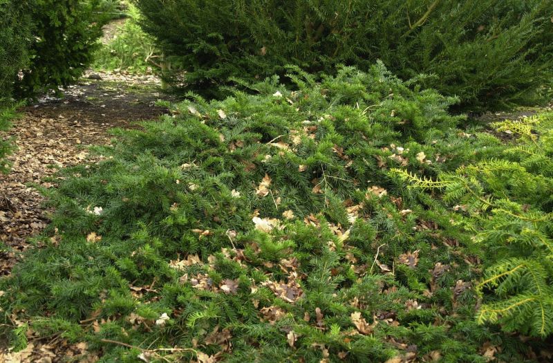 Tafeleibe / Kisseneibe - Taxus baccata 'Repandens'