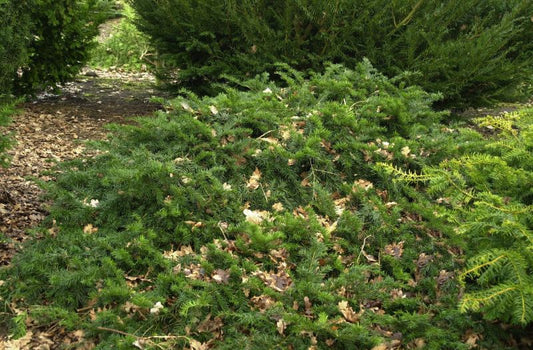 Tafeleibe / Kisseneibe - Taxus baccata 'Repandens'