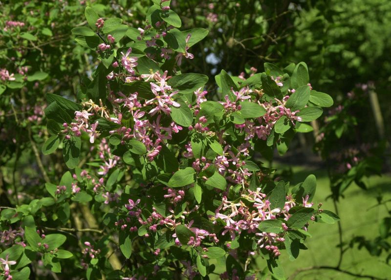 Tatar.Heckenkirsche 'Rosea' - Lonicera tatarica 'Rosea'   TERRA-Pflanzenoutlet