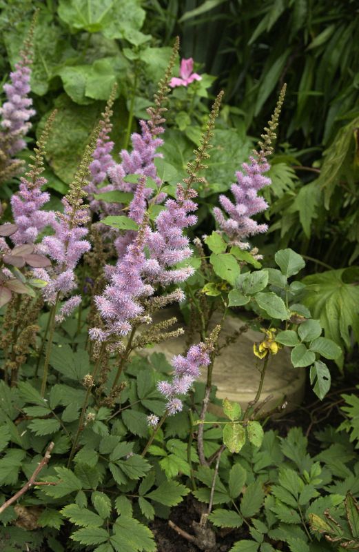 Teppichspiere - Astilbe chinensis var.pumila