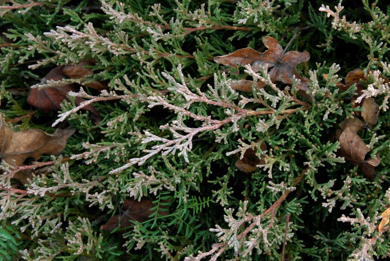 Teppichwacholder 'Andorra Compact' - Juniperus horizontalis 'Andorra Compact'