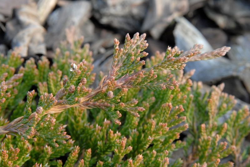 Teppichwacholder 'Prince of Wales' - Juniperus horizontalis 'Prince of Wales'