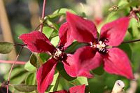 Texas-Waldrebe 'Gravetye Beauty' - Clematis tex.'Gravetye Beauty'