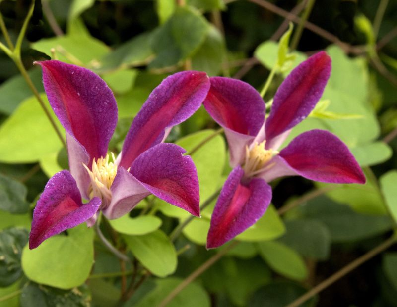 Texas-Waldrebe 'Sir Trevor Lawrence' - Clematis tex.'Sir Trevor Lawrence'