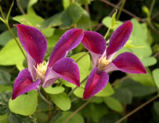 Texas-Waldrebe 'Sir Trevor Lawrence' - Clematis tex.'Sir Trevor Lawrence'