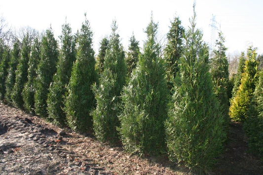 Grüner Riesen-Lebensbaum - Thuja plicata 'Atrovirens'