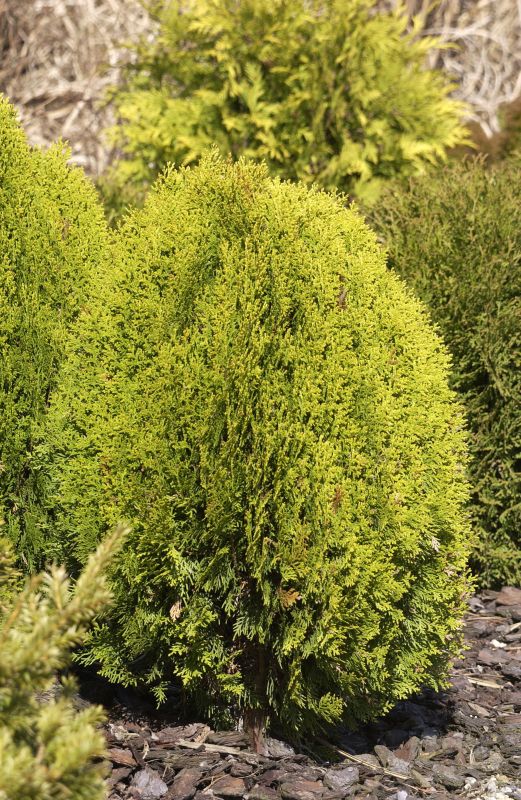 Thuja 'Aurea Nana' / Gelber Zwerg-Lebensbaum - Thuja orientalis 'Aurea Nana'