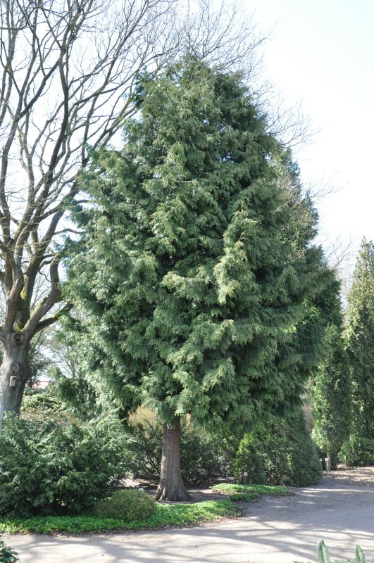 Großer Lebensbaum - Thuja plicata 'Excelsa'