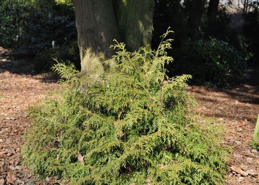Thuja 'Recurva Nana' / Zwerg-Lebensbaum 'Recurva Nana' - Thuja occidentalis 'Recurva Nana'
