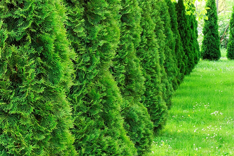Lebensbaum 'Smaragd' - Thuja occidentalis 'Smaragd'