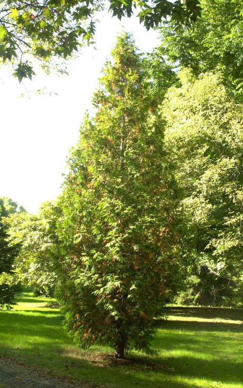Lebensbaum 'Sunkist' - Thuja occidentalis 'Sunkist'