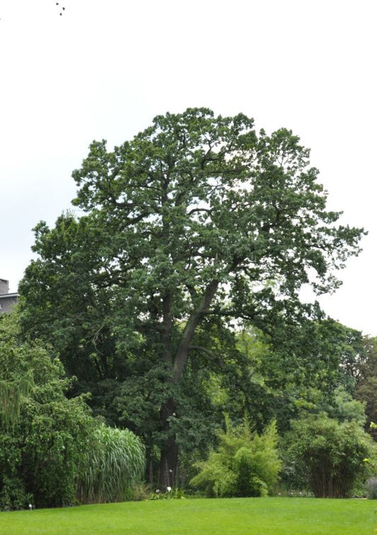 Trauben-Eiche - Quercus petraea