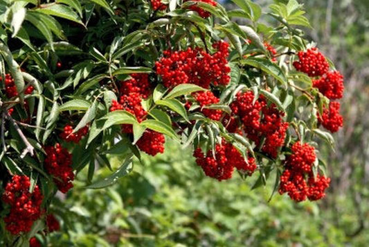 Traubenholunder - Sambucus racemosa