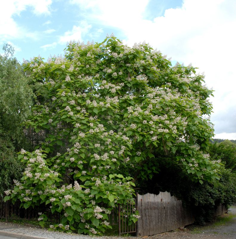 Trompetenbaum - Catalpa bignonioides