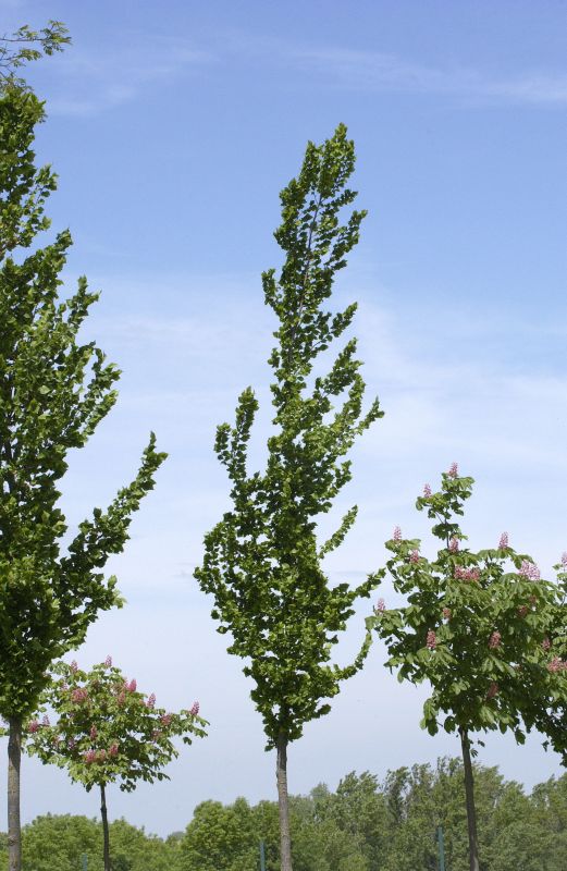 Ulme 'Columella' -S- - Ulmus 'Columella' -S-