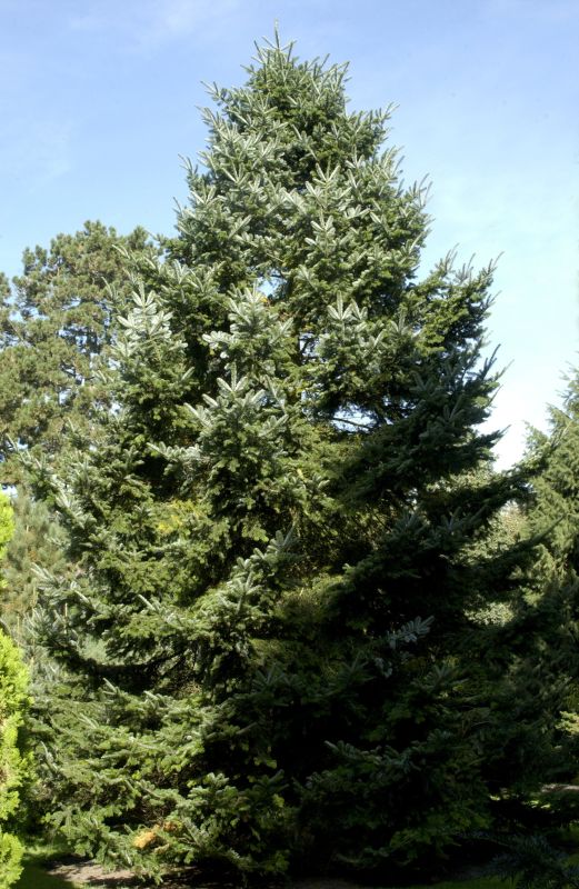 Veitch's-Tanne - Abies veitchii
