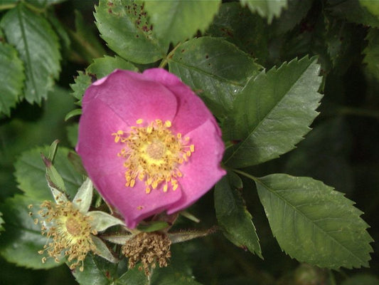 Virginische Rose - Rosa virginiana