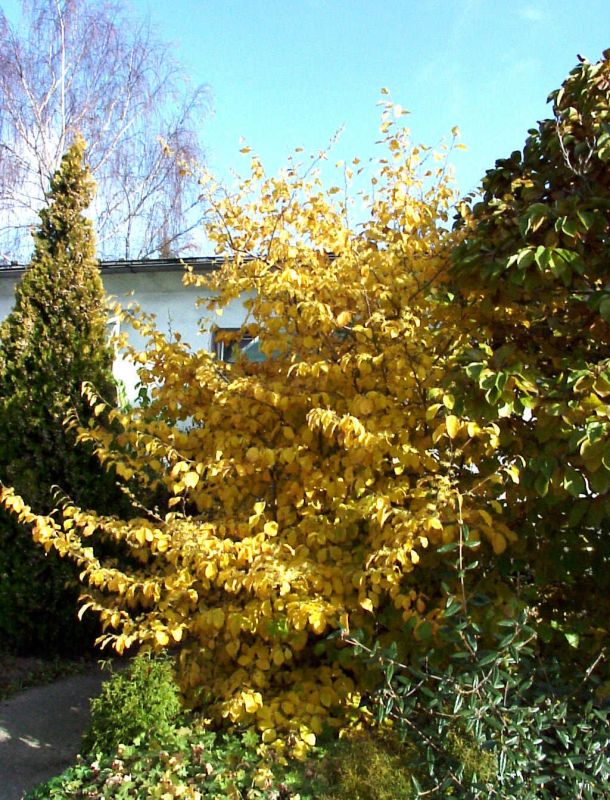 Virginische Zaubernuss VgU - Hamamelis virginiana VgU