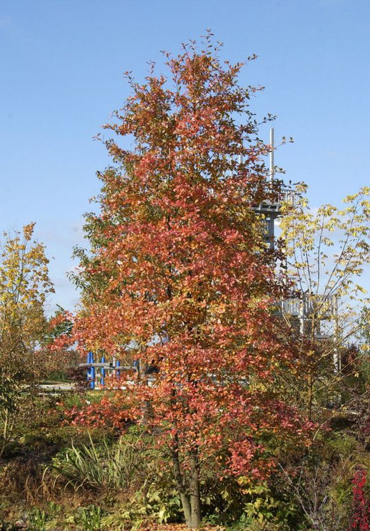 Wald-Tupelobaum - Nyssa sylvatica