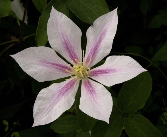 Waldrebe 'Andromeda' - Clematis 'Andromeda'