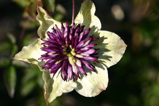 Waldrebe florida var.sieboldiana - Clematis florida var.sieboldiana