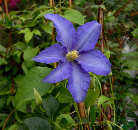 Waldrebe 'Anna German' - Clematis 'Anna German'