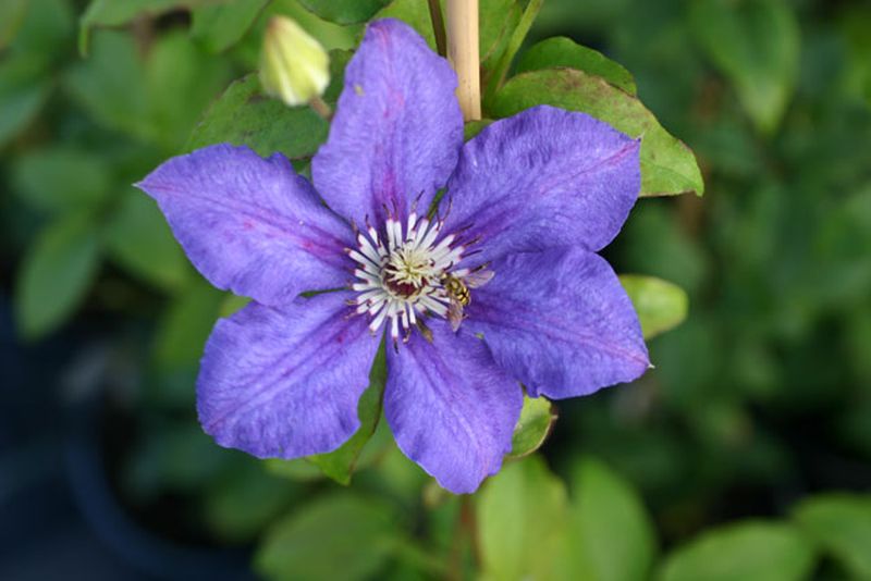 Waldrebe 'Blue Gem' - Clematis 'Blue Gem'